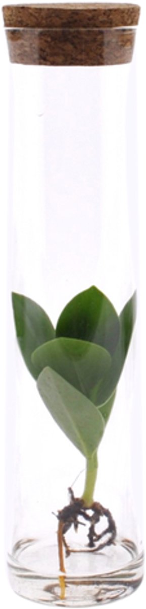 Clusia In Tube Glas - Ø5cm - 15cm
