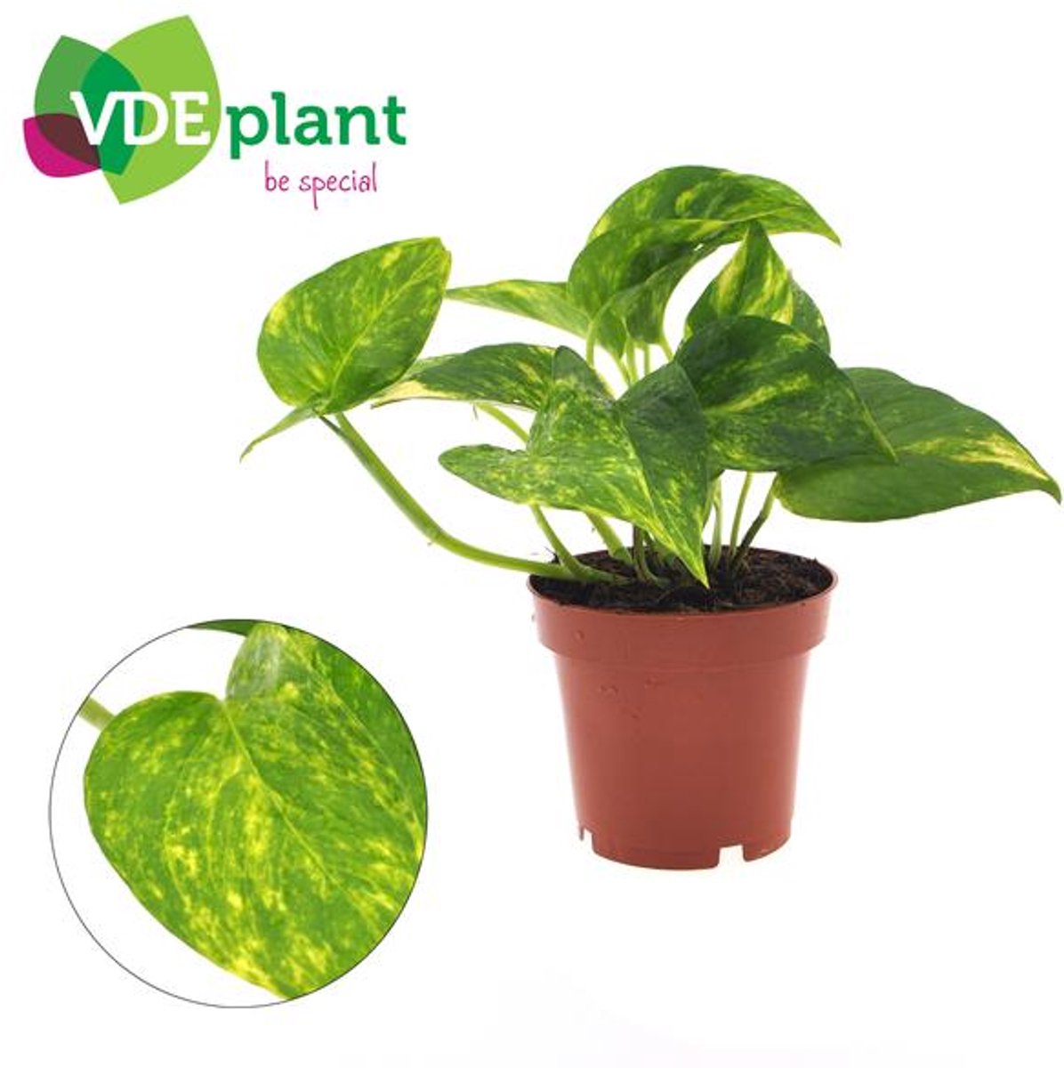 Epipremnum Aureum - Ø12cm - 25cm
