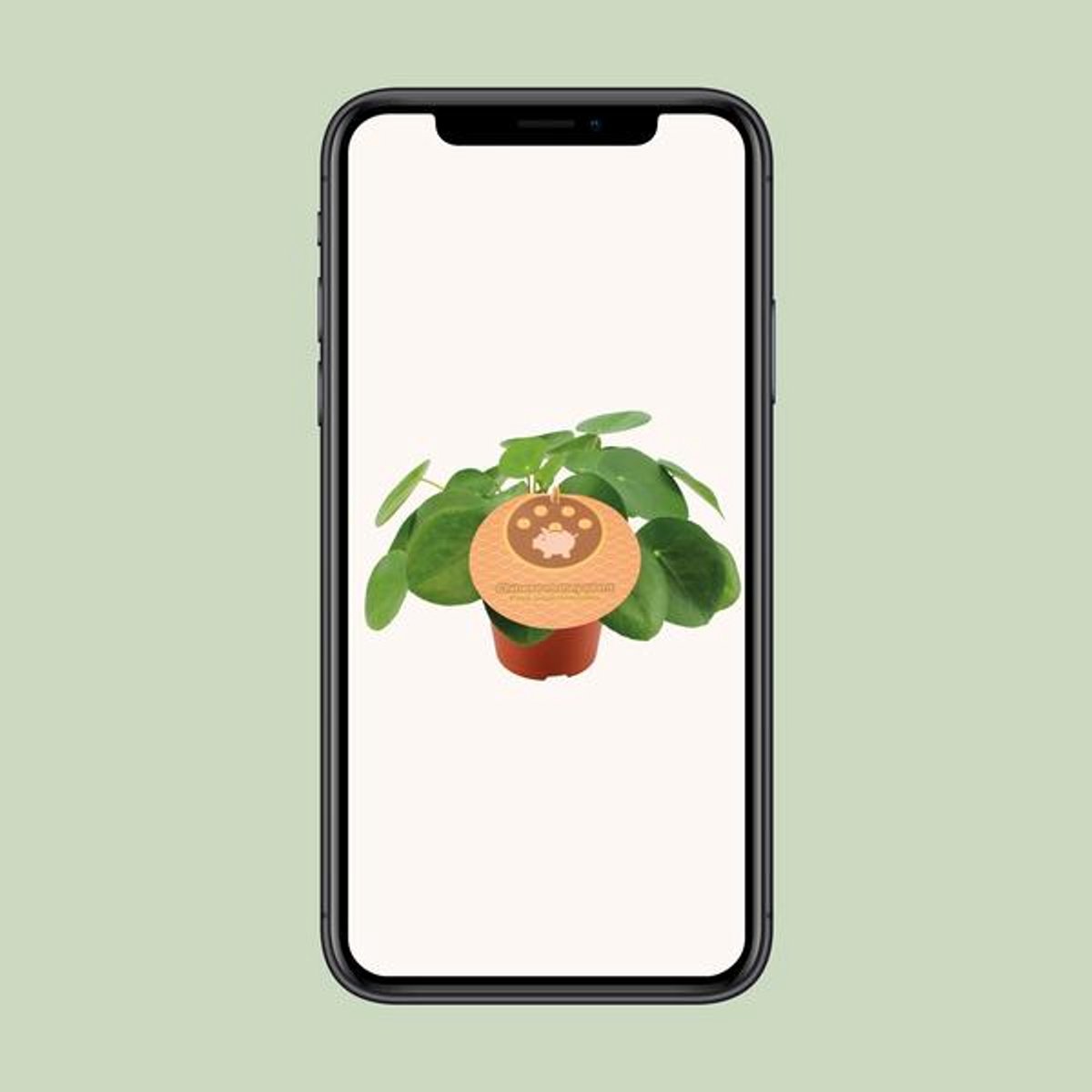 Pilea Peperomioides - Ø12cm - 20cm