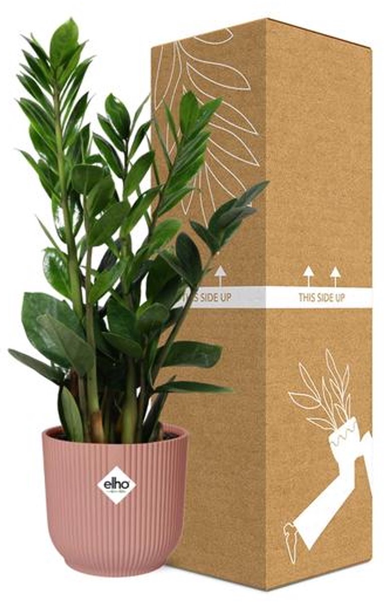 Zamioculcas (ZZ-plant) – Hoogte 45-50 in ELHO Vibes Fold 14cm roze