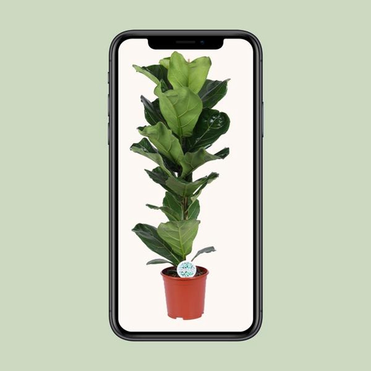 Ficus Lyrata - Ø21cm - 90cm