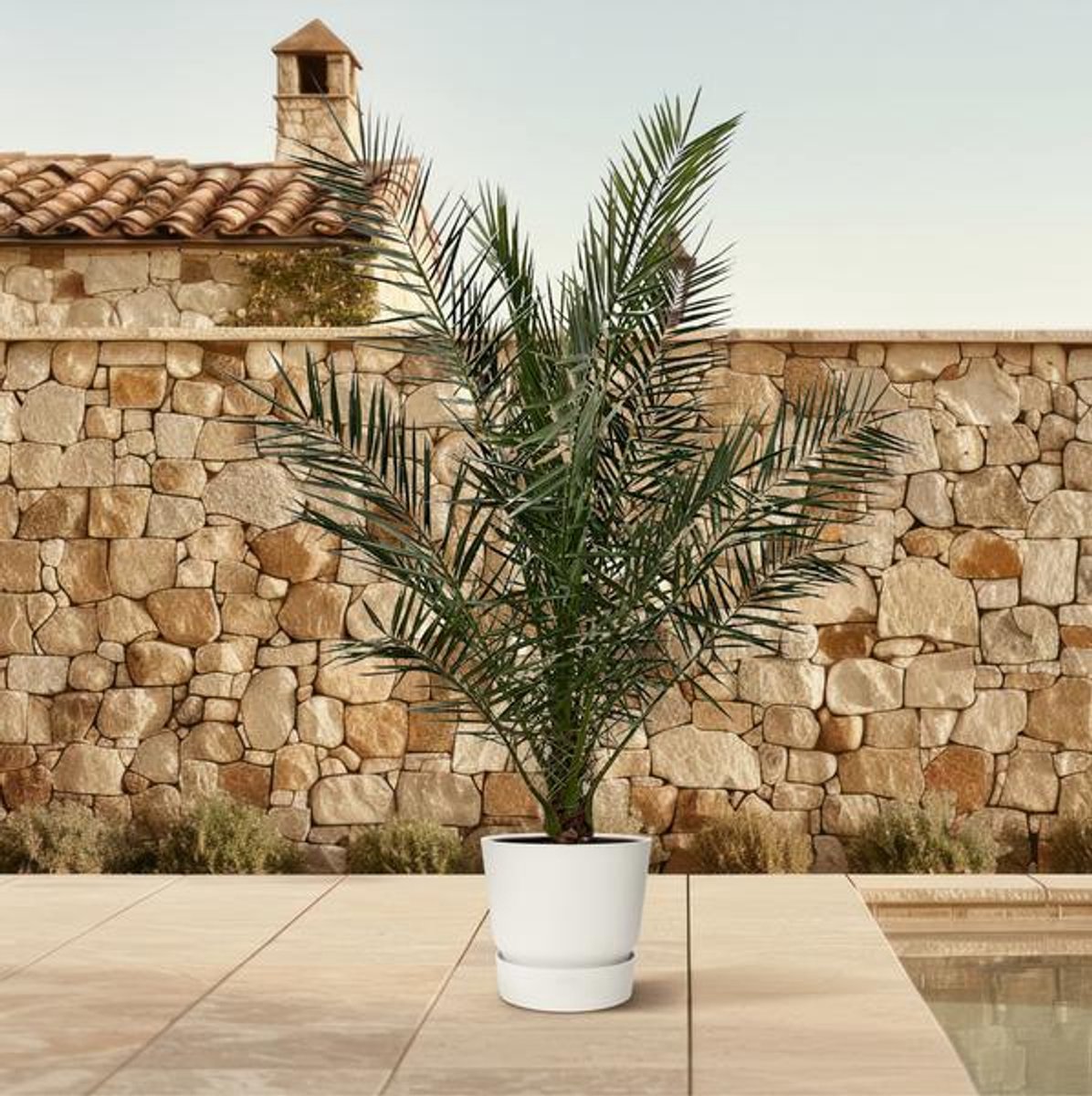Phoenix Canariensis - 170 cm - Ø27cm