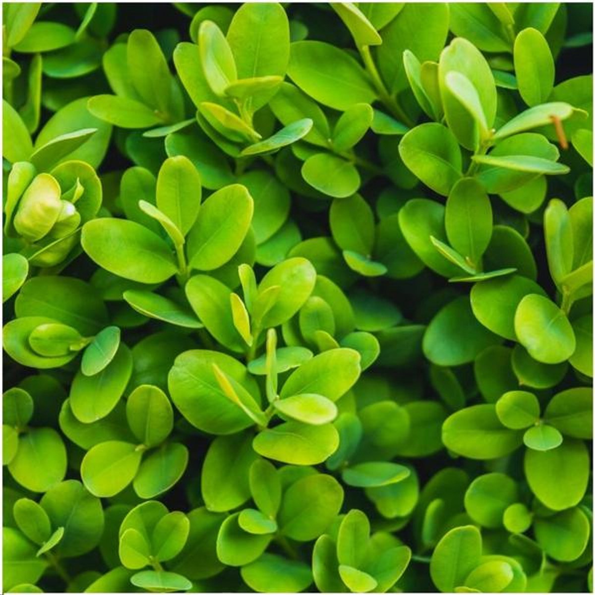 1 meter Buxus Sempervirens haag -  20 cm - 6 x Ø12 cm