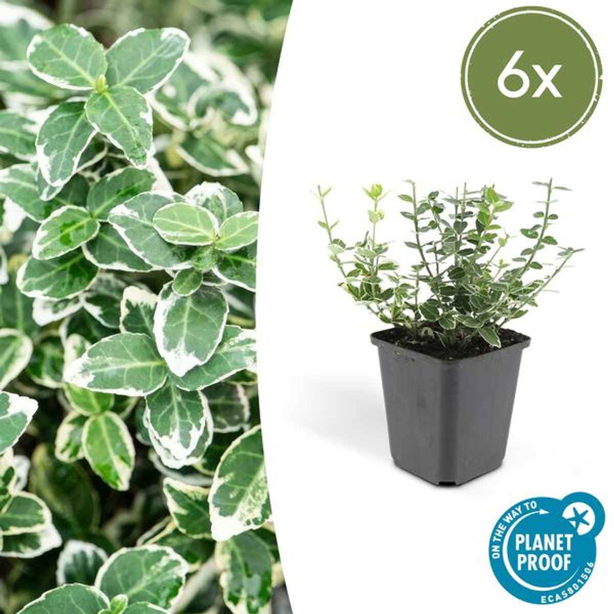 6x Euonymus fort. 'Emerald Gaiety' - 10-25cm - Ø9cm
