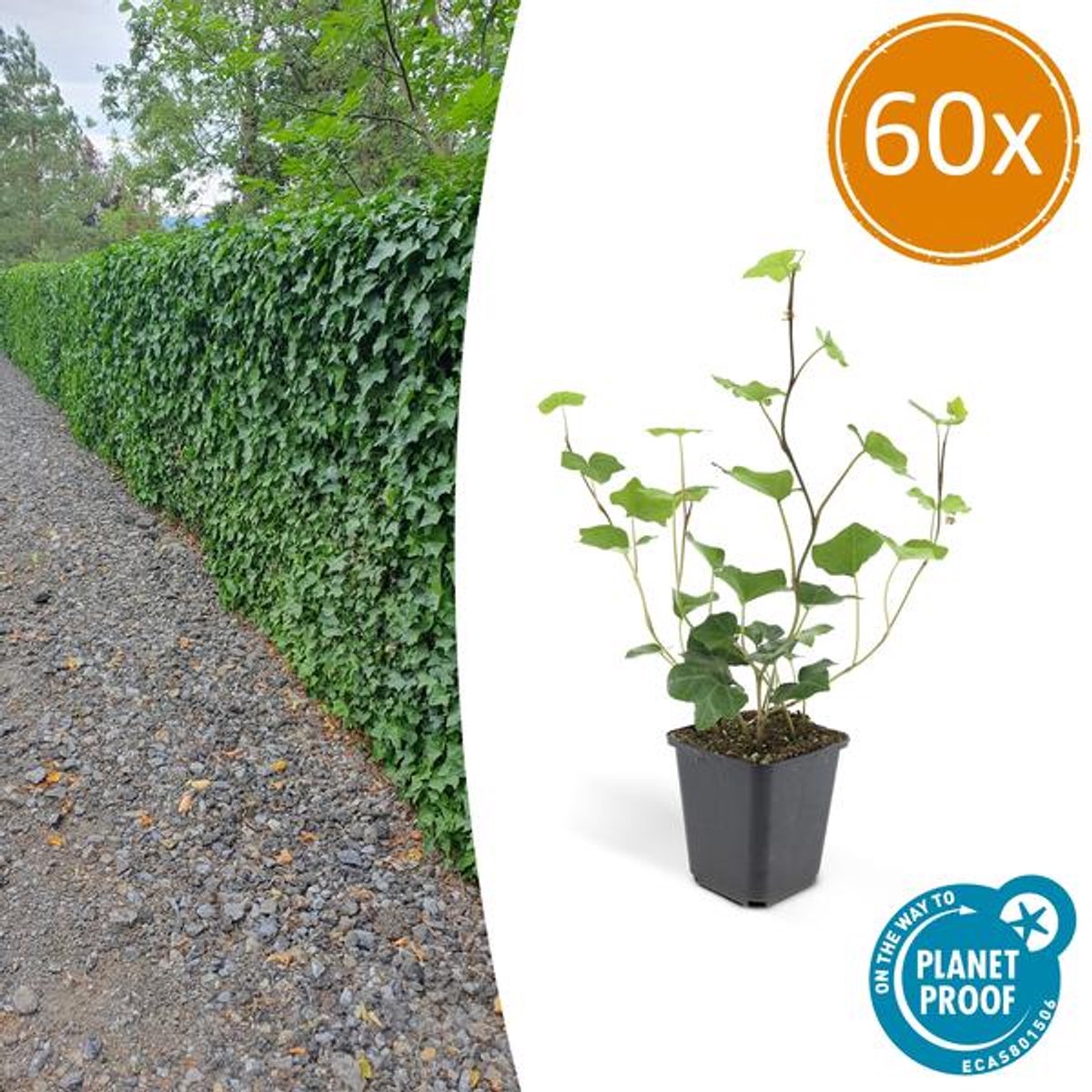 60x Hedera Hibernica - 10-25cm - Ø9cm