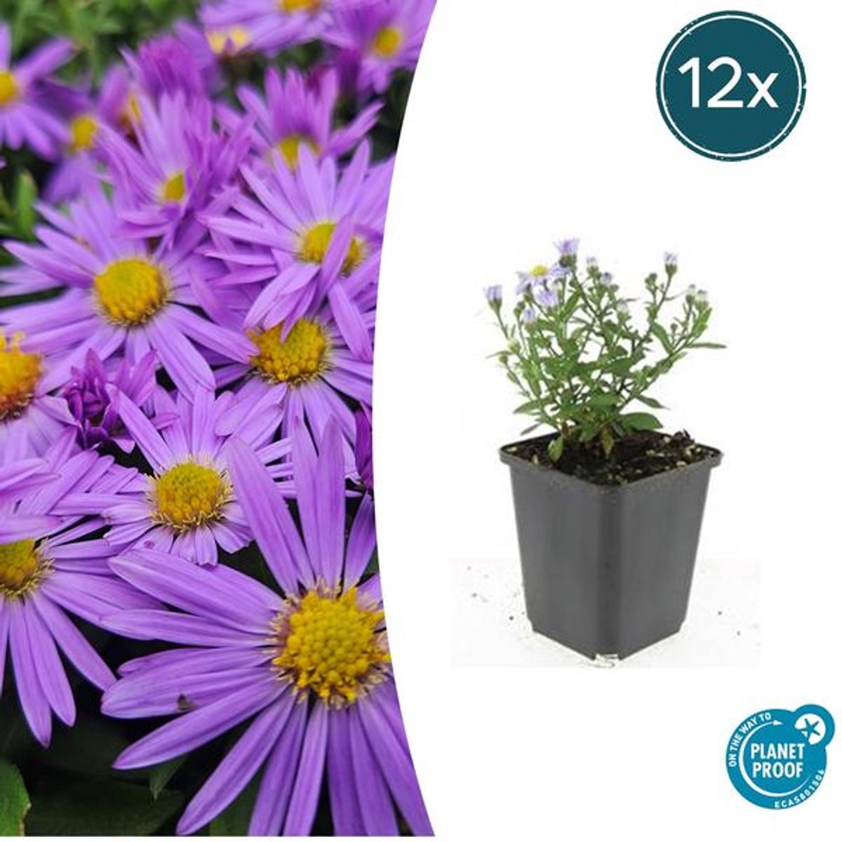 12x Aster (D) 'Prof. Anton Kippenberg' - 10-25cm - Ø9cm