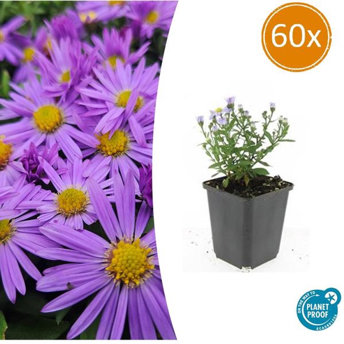 60x Aster (D) 'Prof. Anton Kippenberg' - 10-25cm - Ø9cm