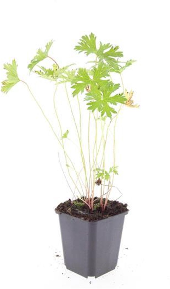 48x Geranium 'Johnson's Blue' - 10-25cm - Ø9cm