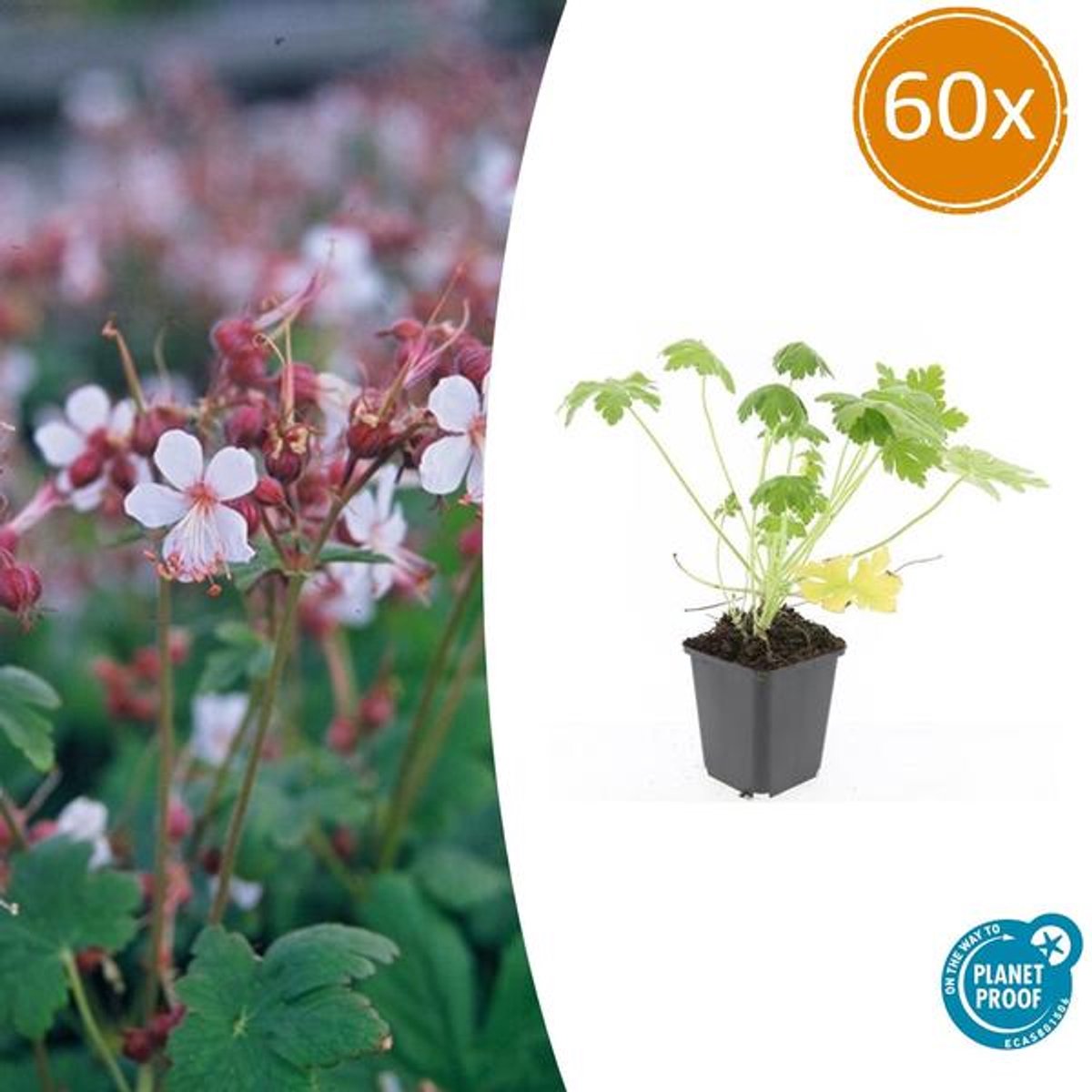 60x Geranium macr. 'Spessart' - 10-25cm - Ø9cm