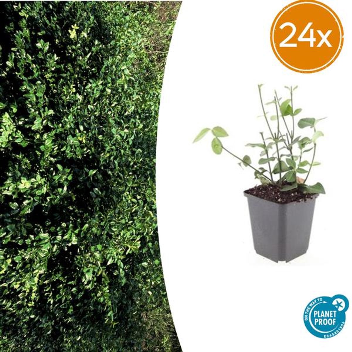 24x Euonymus fort. 'Coloratus' - 10-25cm - Ø9cm