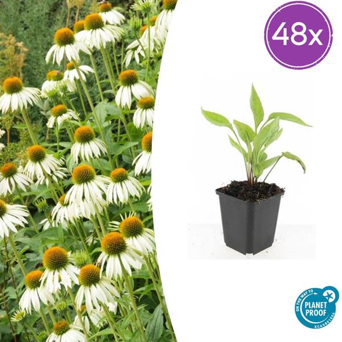 48x Echinacea p. 'White Swan' - 10-25cm - Ø9cm