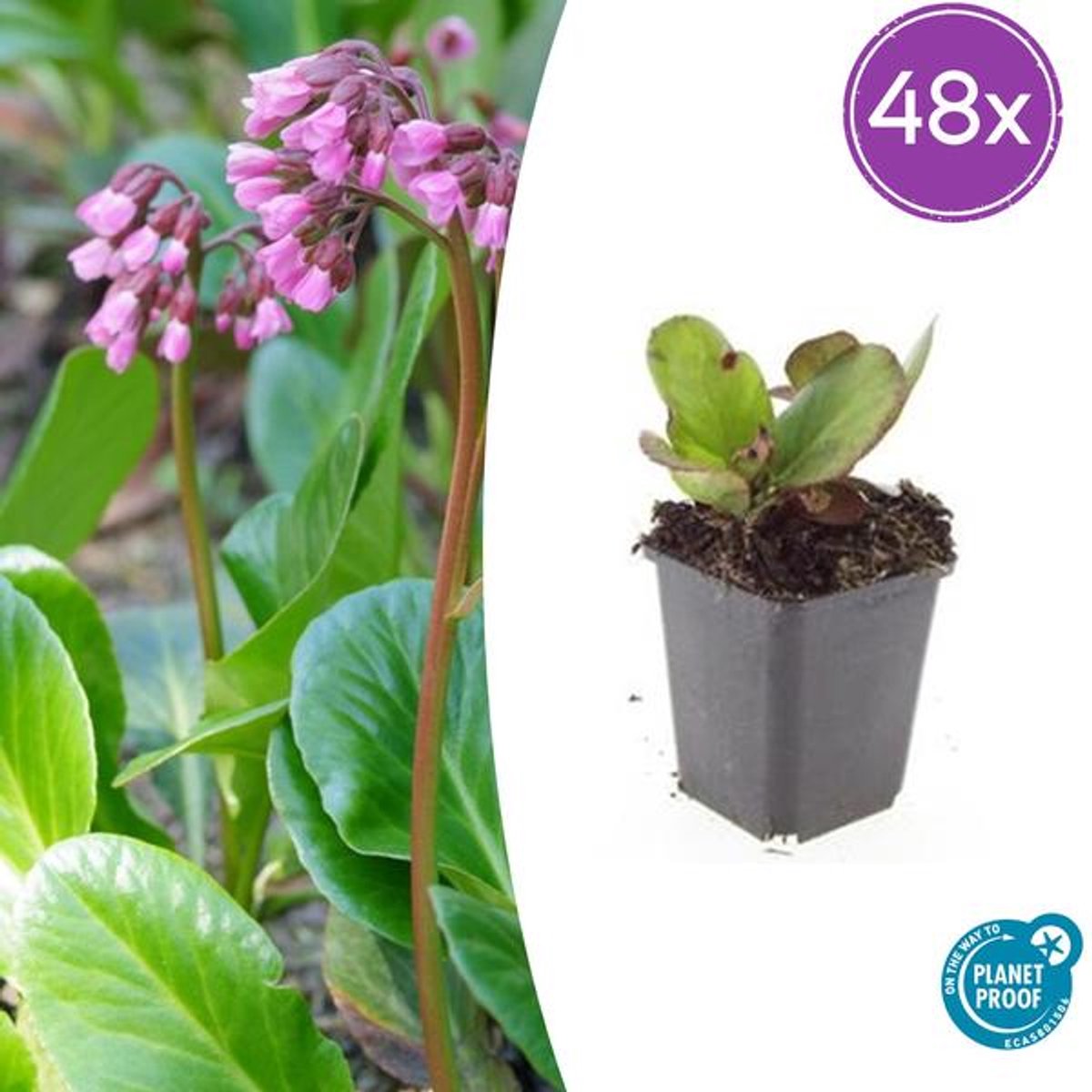 48x Bergenia cordifolia 'Herbstblüte' - 10-25cm - Ø9cm