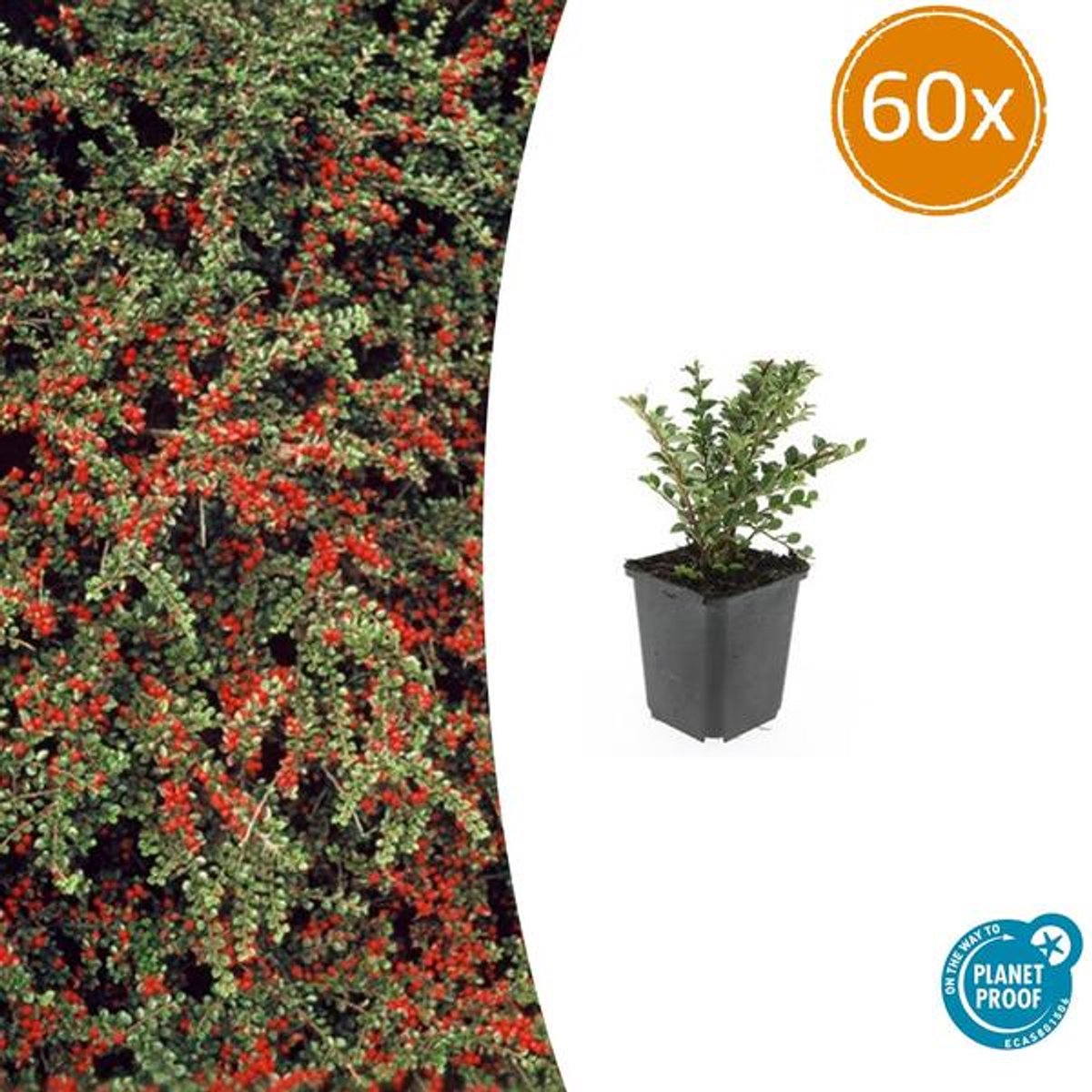 60x Cotoneaster horizontalis - 10-25cm - Ø9cm