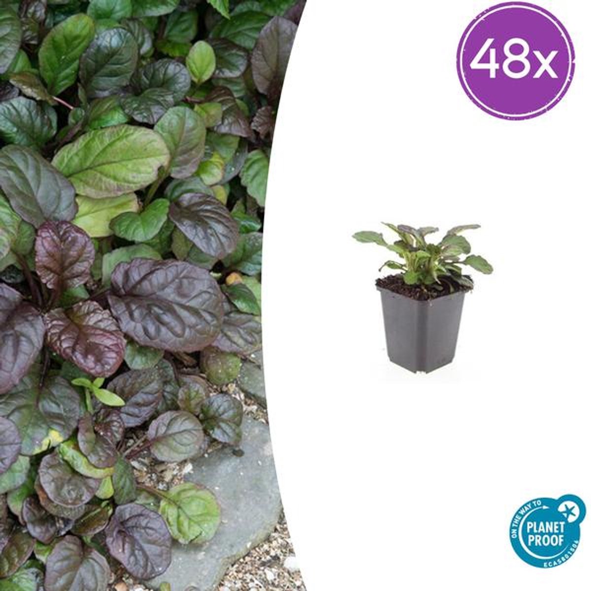 48x Ajuga reptans 'Catlin's Giant' - 10-25cm - Ø9cm