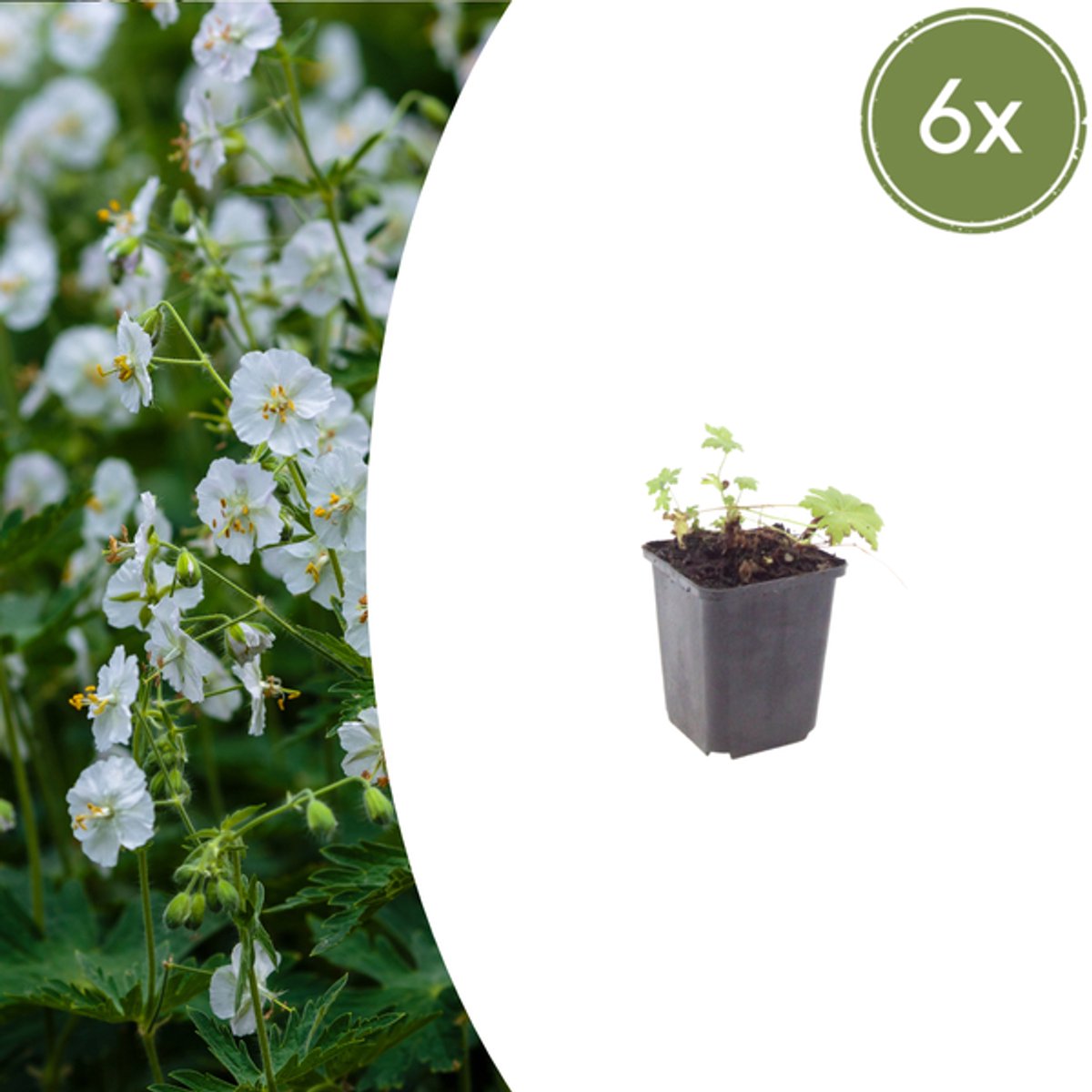 6x Geranium macr. 'White Ness' - 10-25cm - Ø9cm