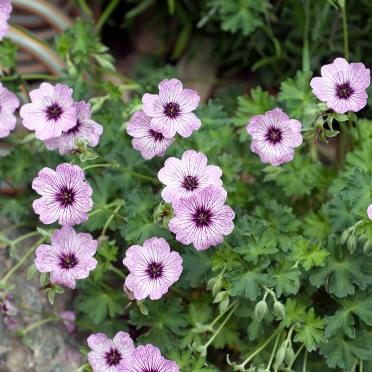 48x Geranium cin. 'Ballerina' - 10-25cm - Ø9cm