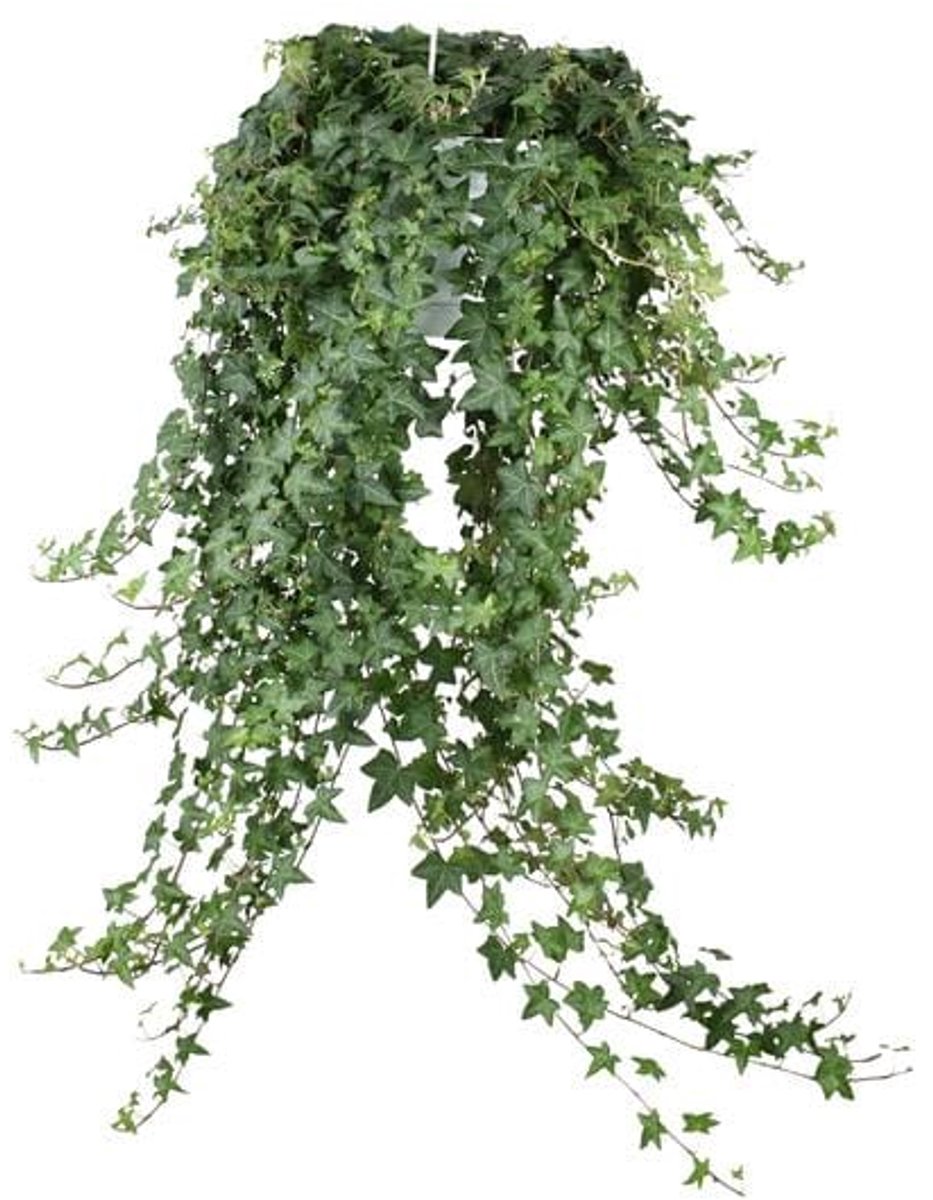 Hedera Helix Pitsburg - Hang/XXL - Ø24cm - cm