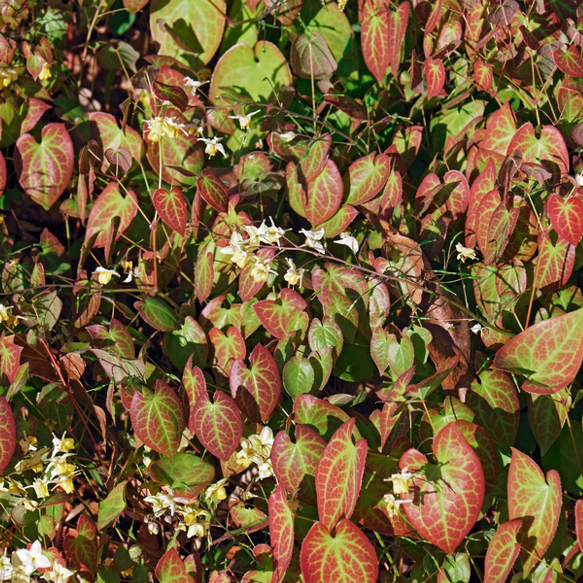 12x Epimedium y. 'Niveum' - 10-25cm - Ø9cm