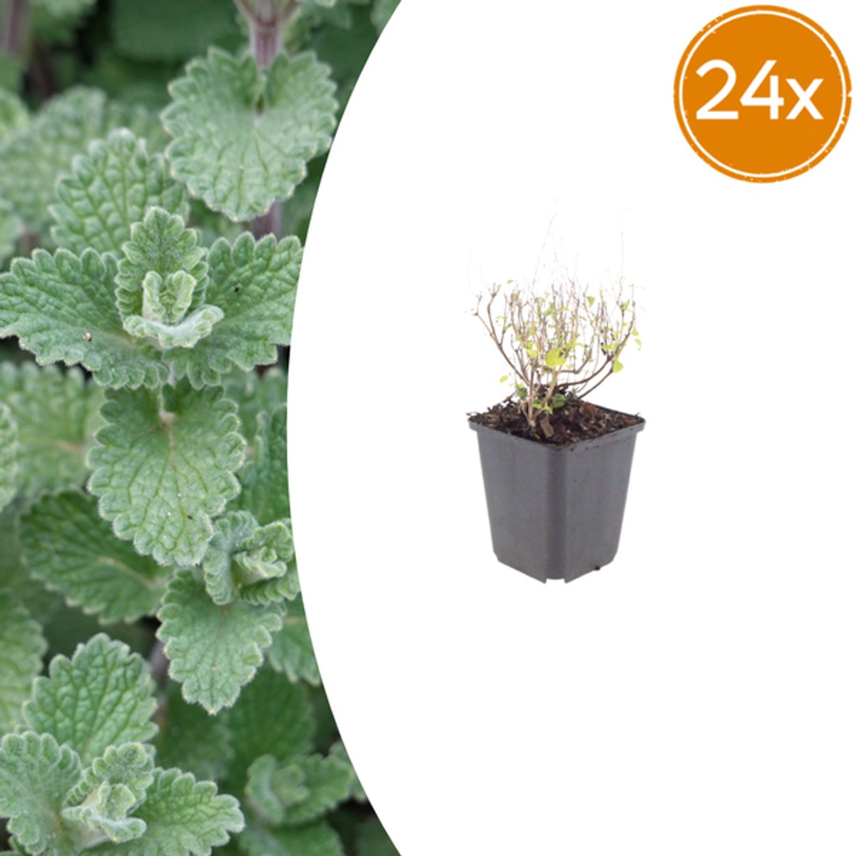 24x Calamintha n. nepeta - 10-25cm - Ø9cm