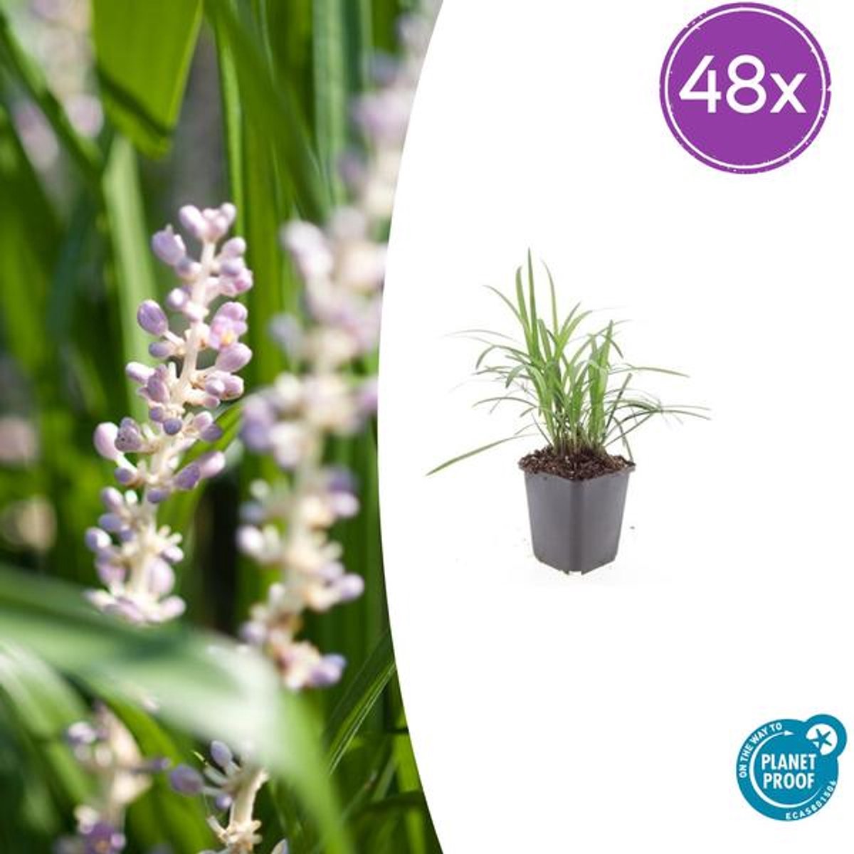48x Liriope muscari 'Moneymaker' - 10-25cm - Ø9cm