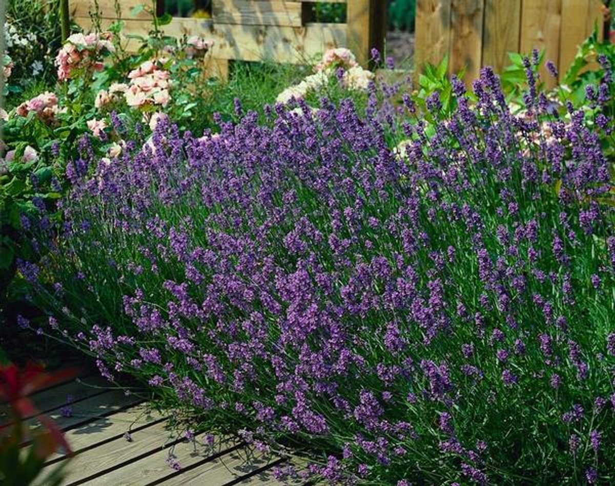 48x Lavandula ang. 'Munstead' - 10-25cm - Ø9cm