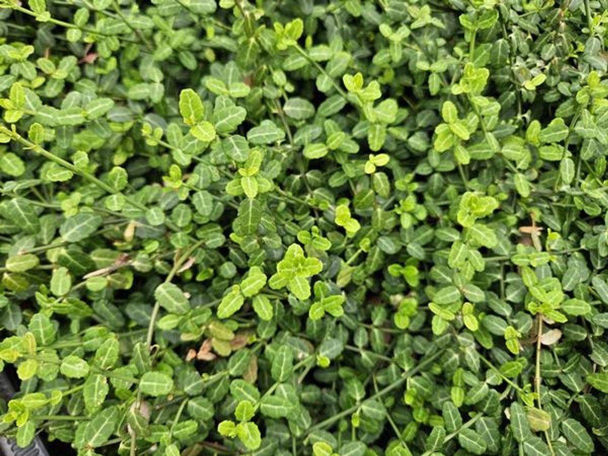 48x Euonymus fort. 'Minimus' - 10-25cm - Ø9cm