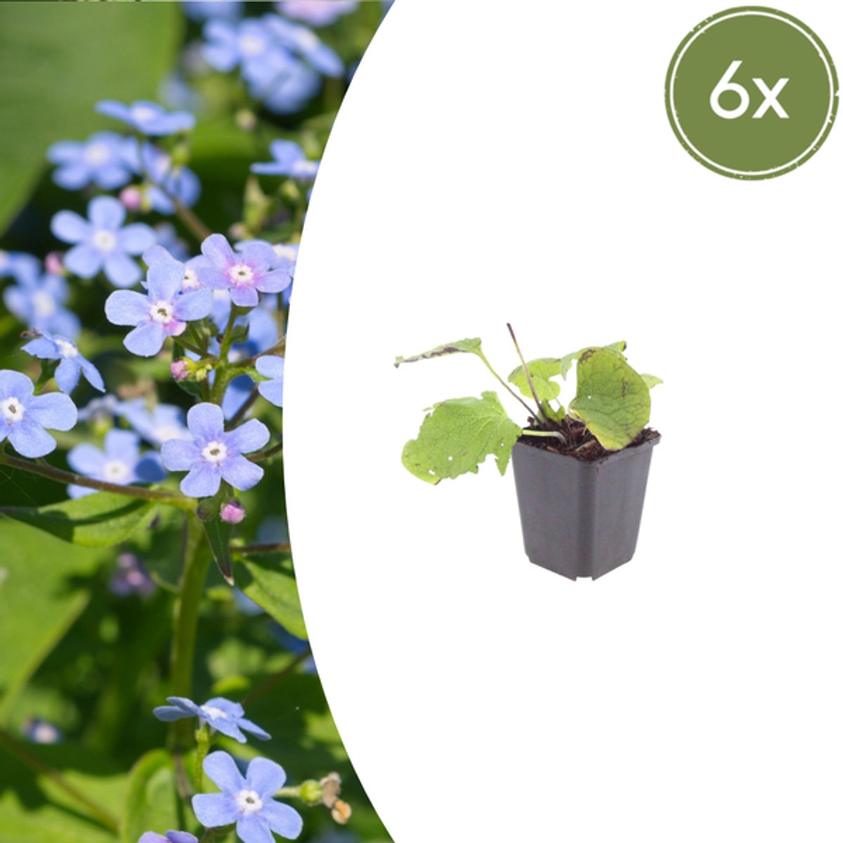 6x Brunnera macrophylla - 10-25cm - Ø9cm