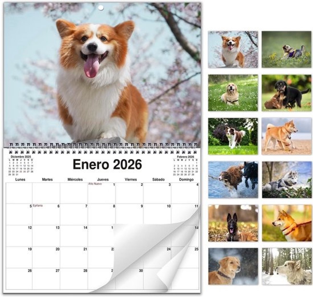 Hondenkalender 2026 A4/A3 - Overzichtelijke Maandkalender om op te Hangen - Planagenda voor Thuis & Kantoor