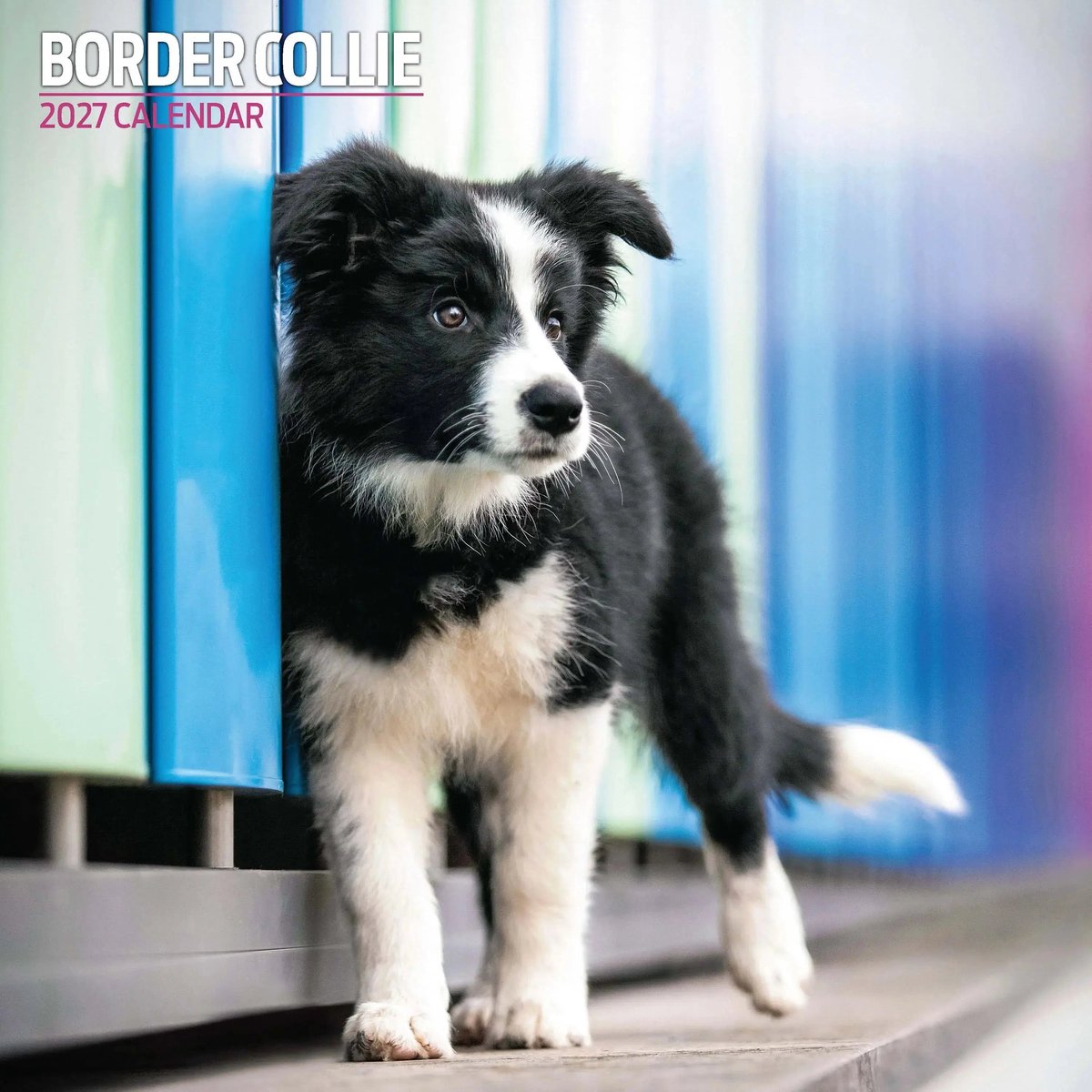 Border Collie Kalender 2027