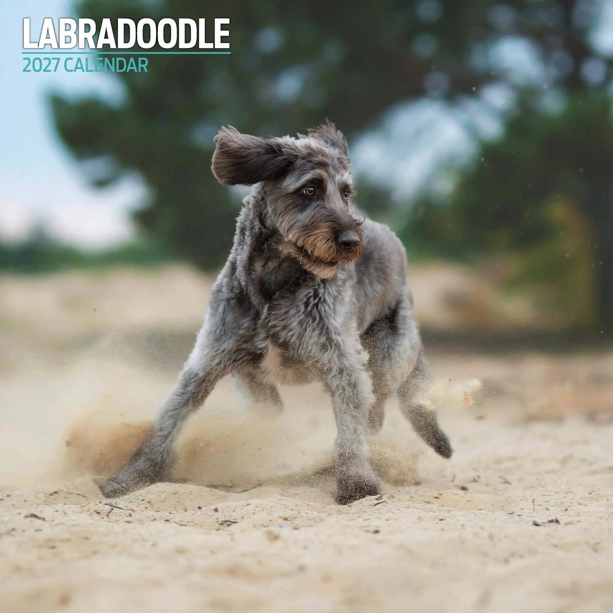 Labradoodle Kalender 2027