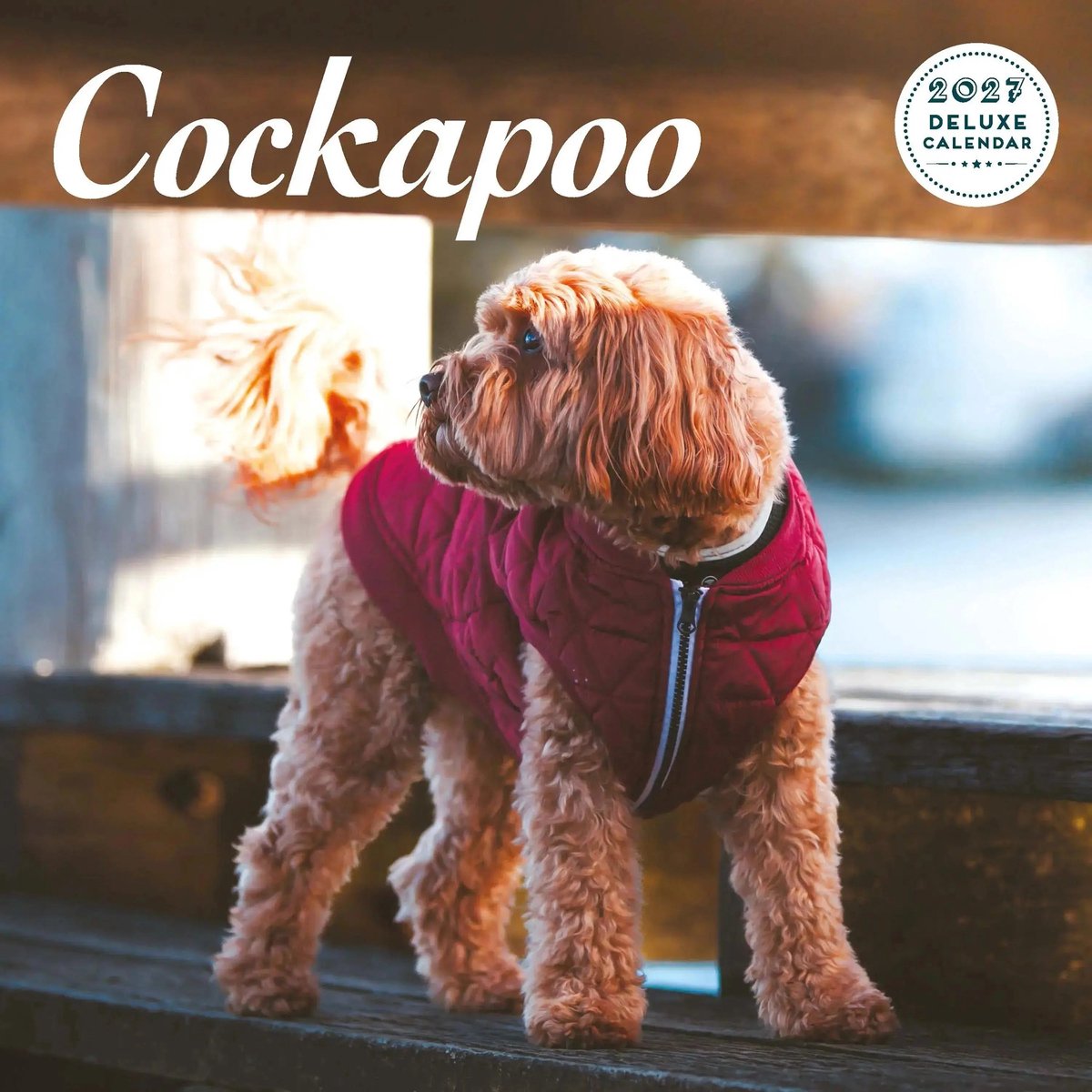 Cockapoo Kalender 2027 Deluxe