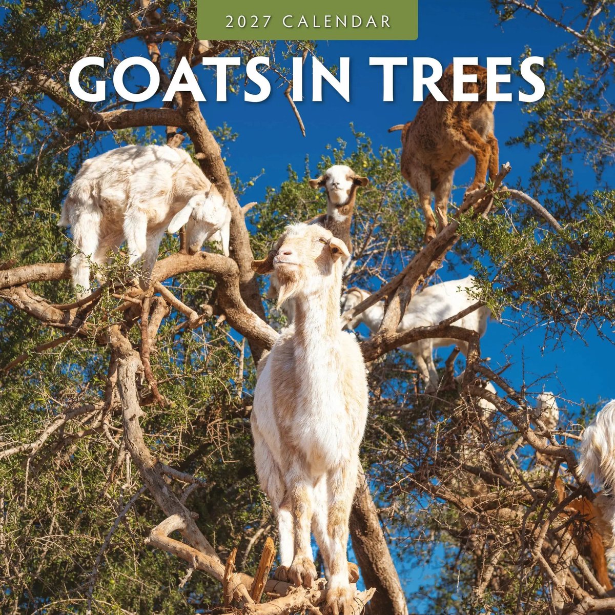 Goats in Trees Kalender 2027
