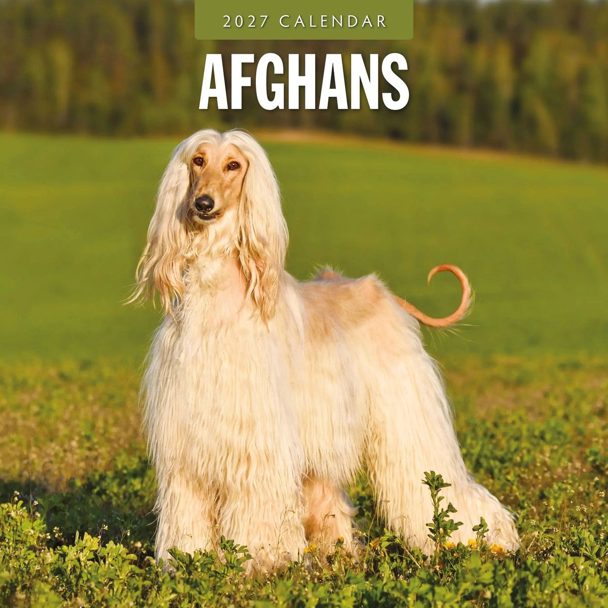 Afghaanse Windhond Kalender 2027