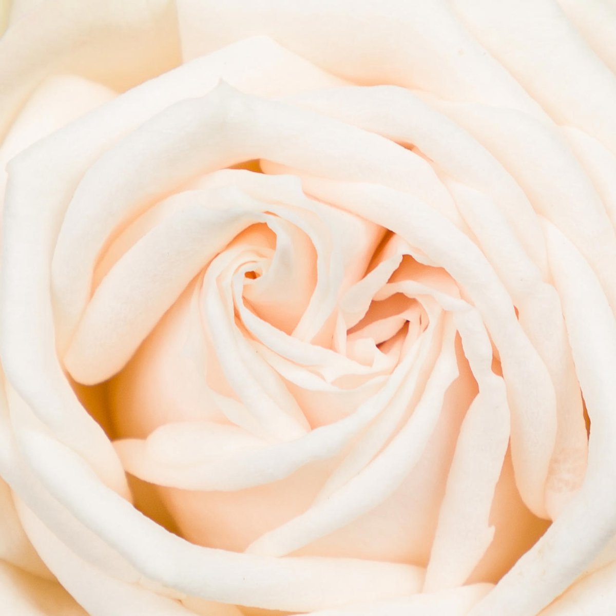 10x Rosa galina 50cm