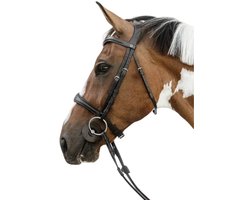 Anatomische kop met zonder onderkaak bij een paard Dy'on