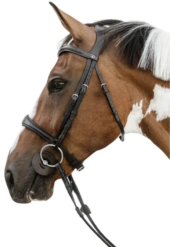 Anatomische kop met zonder onderkaak bij een paard Dy'on Anatomische kop met zonder onderkaak bij een paard Dy'on