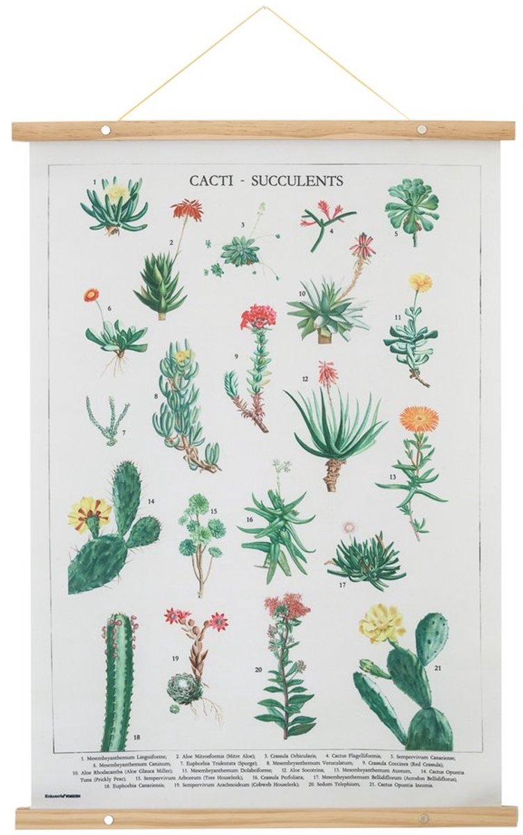Grupo Erik - Botanical Cacti Wooden Wandrol - Multicolours