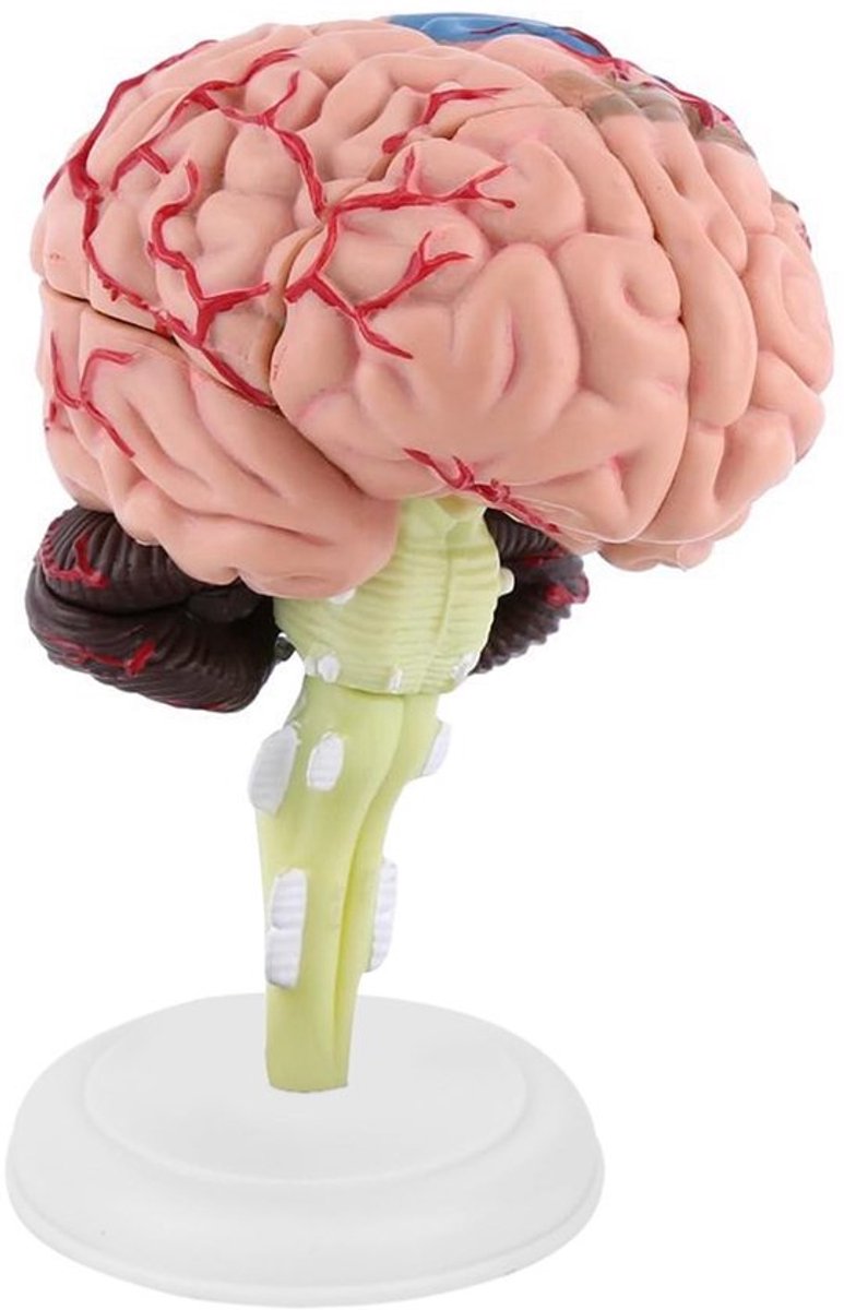 Anatomisch Model Menselijke Hersenen - Educatief Speelgoed - Duurzaam Kunststof - 10 x 8 x 6 cm - Leerzaam - Voor Kinderen