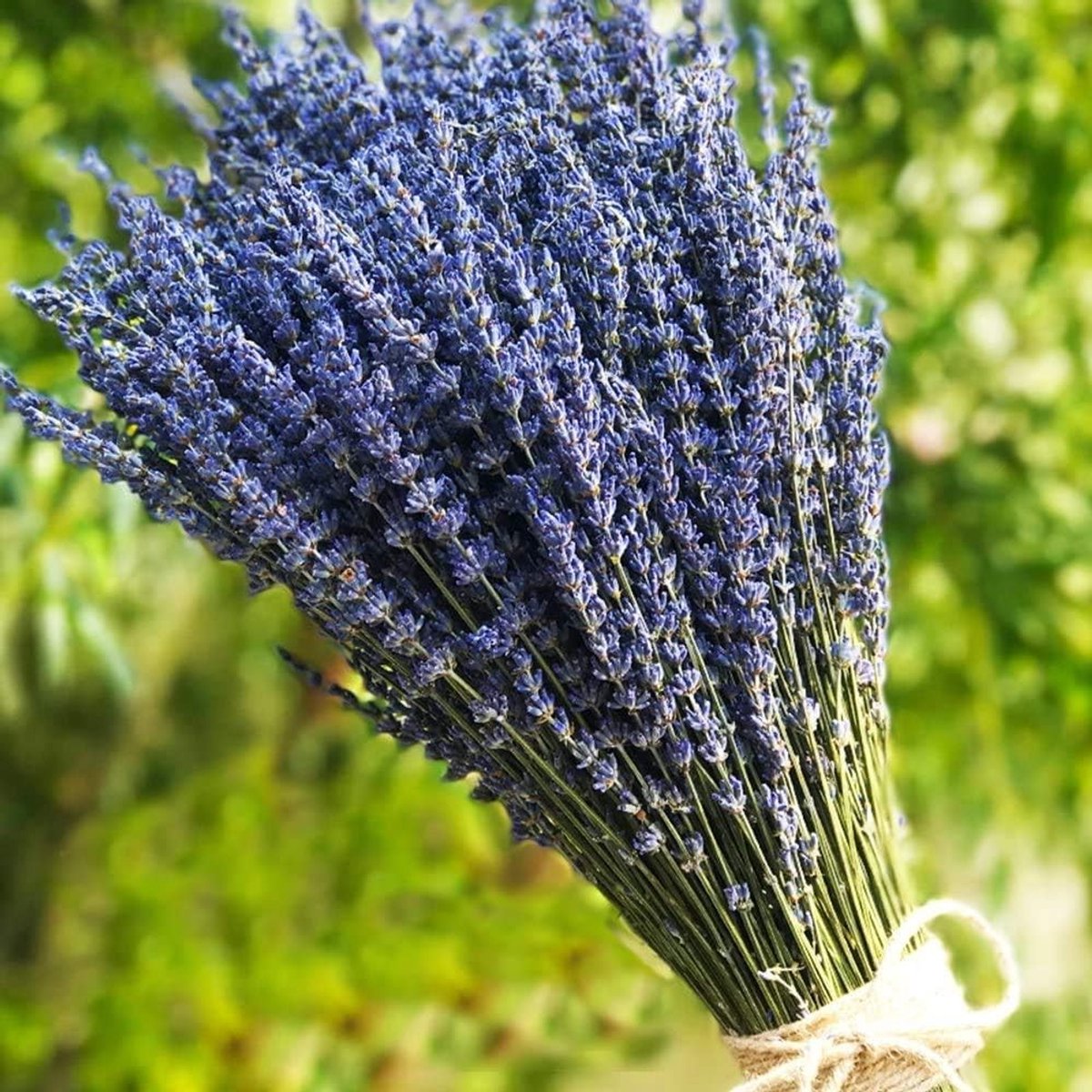 Drogende Lavendel Bloemenboeketten 400+ Stelen (40cm - 45cm) voor Huisdecoratie, Ambachten, Bruiloften en Cadeaus