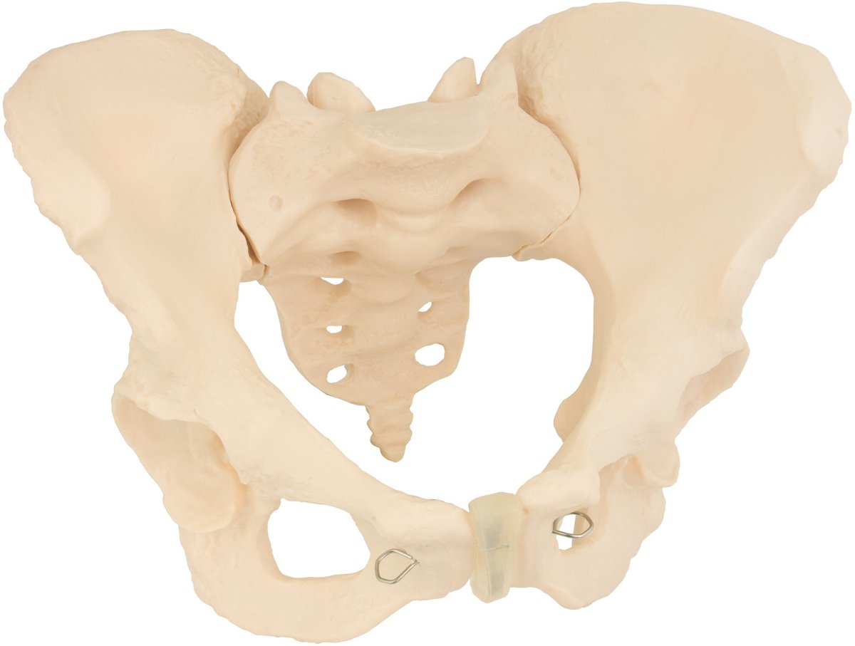 MedMod Anatomisch Model van het Vrouwelijke Bekken, Levensgroot Vrouwenbekken, 24 x 17 x 16 cm, Gedetailleerd Anatomisch Model voor Scholen en Universiteiten