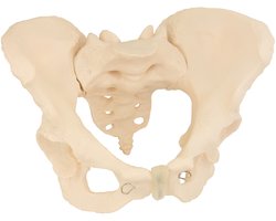 MedMod Anatomisch Model van het Vrouwelijke Bekken, Levensgroot Vrouwenbekken, 24 x 17 x 16 cm, Gedetailleerd Anatomisch Model voor Scholen en Universiteiten