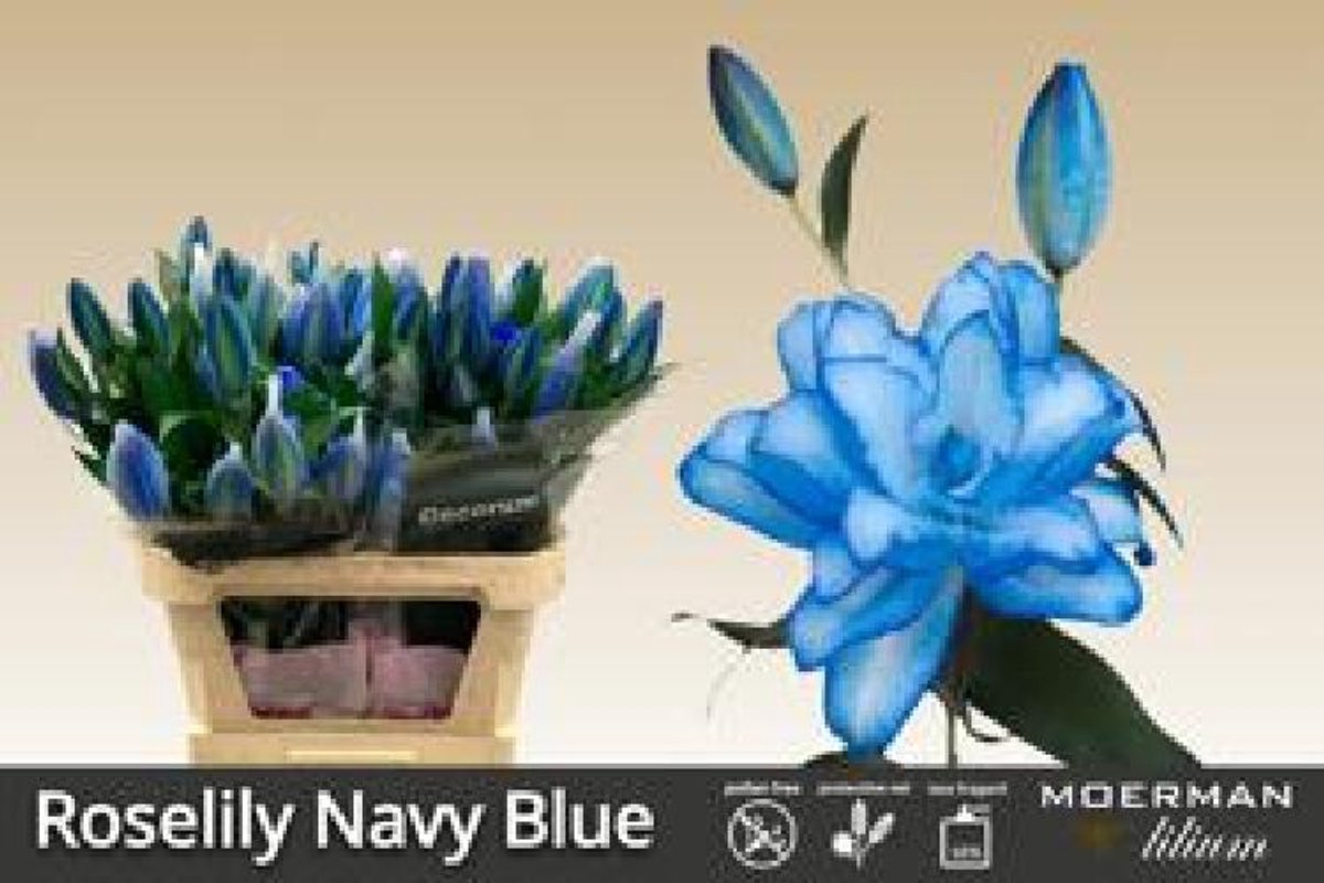 30x Lelie roselily blauw 80cm