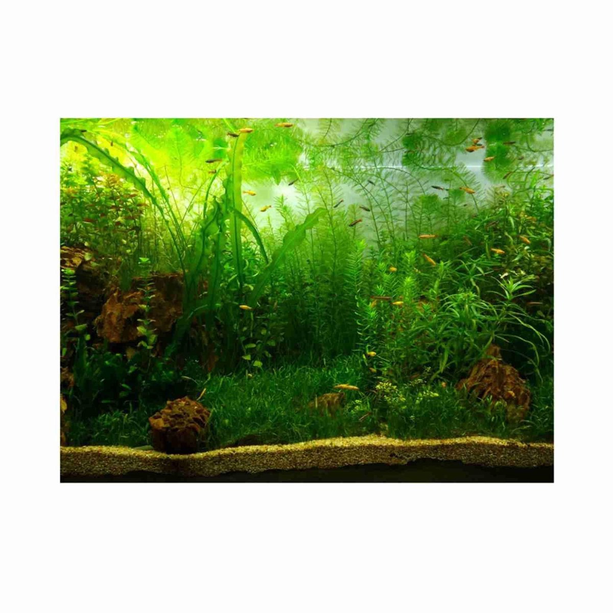 Dailygoods- Aquariumachtergrond 61 x 41 cm - Duurzaam - Zelfklevend - Verblindingbestendig - Lichtbestendig - Organisch ontwerp - Aquariumdecoratie