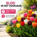 Een pad door een tuin met veel kleurrijke bloeiende tulpen.