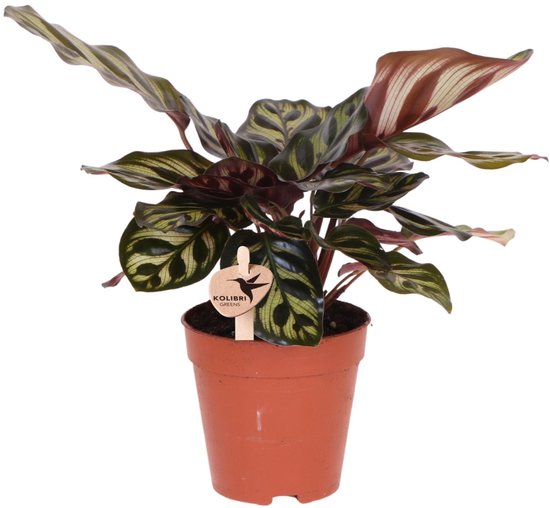 Kolibri Greens | Groene plant - Calathea Makoyana - groene kamerplant - vers van de kweker - Ø9cm