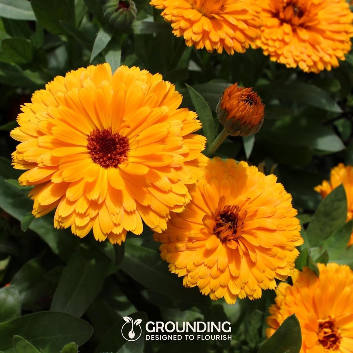 SnelShoppen - Calendula zadenmix Oranje en Geel, 2500+ zaden, Hoogte 30 cm, Perfect voor Balkon, Bloembedden en Borders, Eenvoudig te Zaaien, Europese