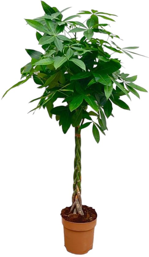 Trendyplants - Pachira Aquatica - Geldboom - Kamerplant - Hoogte 130-150 cm - Potmaat Ø24cm