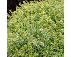 Citroentijm (Thymus citriodorus) - - Aureus - Bijen-Vlinders - Geurend - Vaste planten - bloeit in Juni / Juli / Augustus