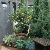 Citroenboom (Citrus Limon) - - Vaste planten - Moestuin - Bijen-Vlinders - bloeit in Juni / Juli / Augustus