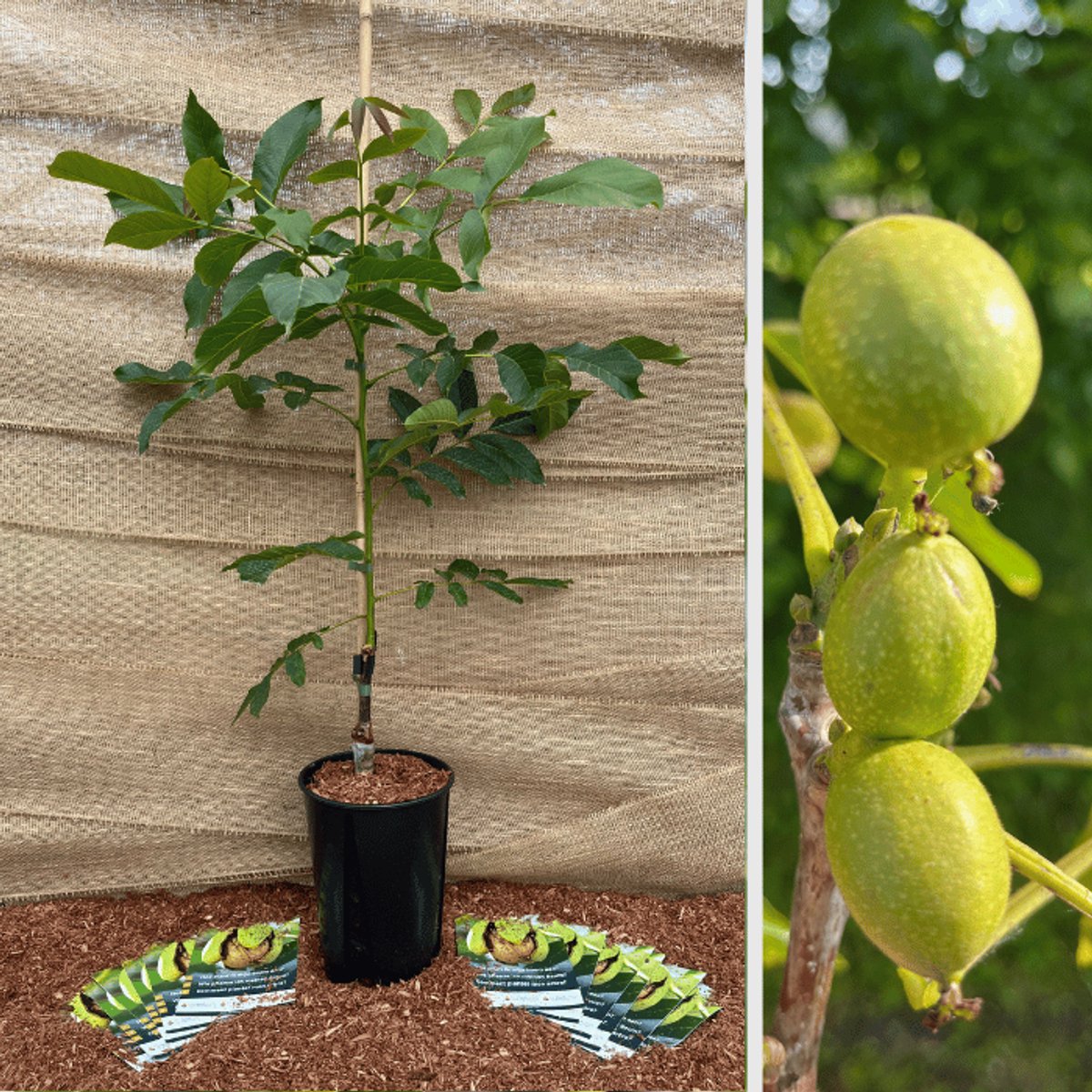 Jonge Walnootboom | Juglans regia 1239 (Rode Donau walnoot) | Boomhoogte: 100-150cm | Pot: 6 liter